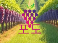 포도 토토사이트 먹튀검증가이드